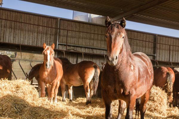 Cría de ganado equino