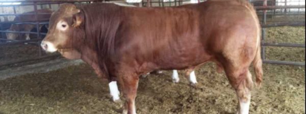 Récord en exportación de bovino vivo para Argelia esta semana 04/04/2019 en Tarragona