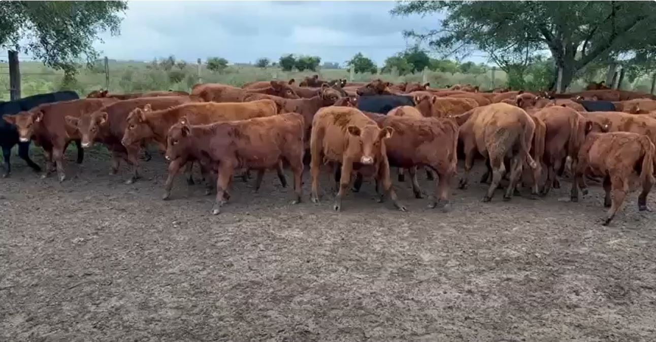 الماشية الأوروغواي