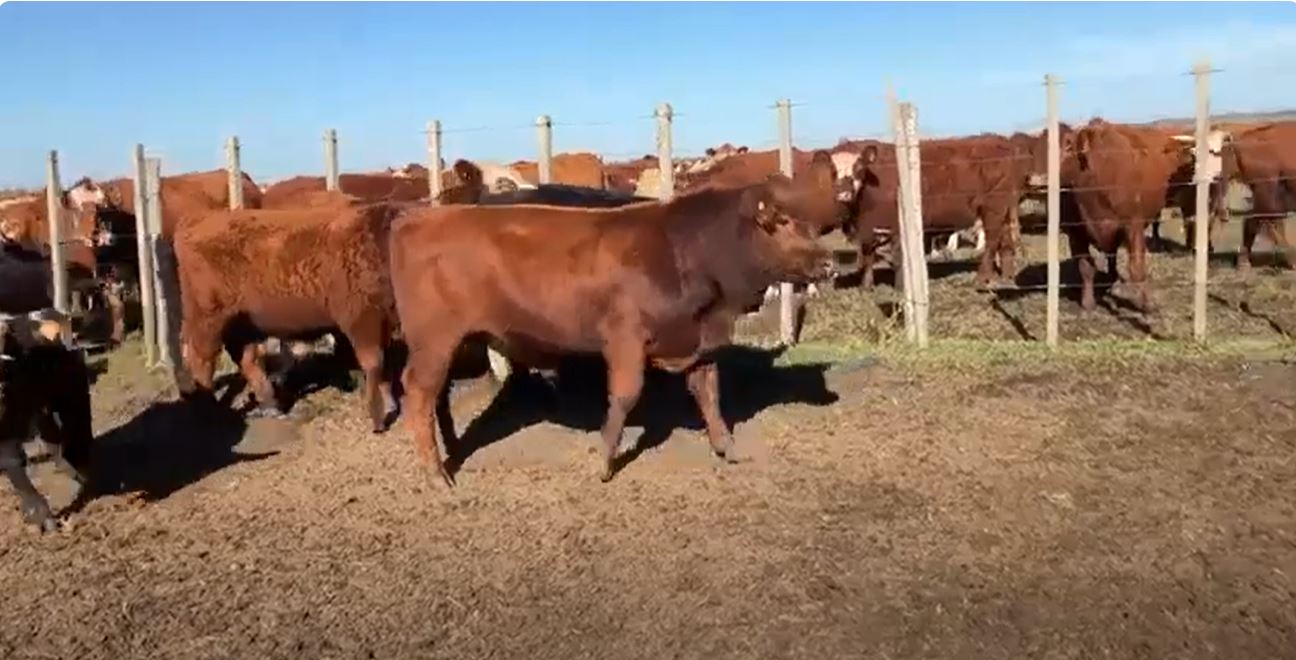 Ganado de Uruguay